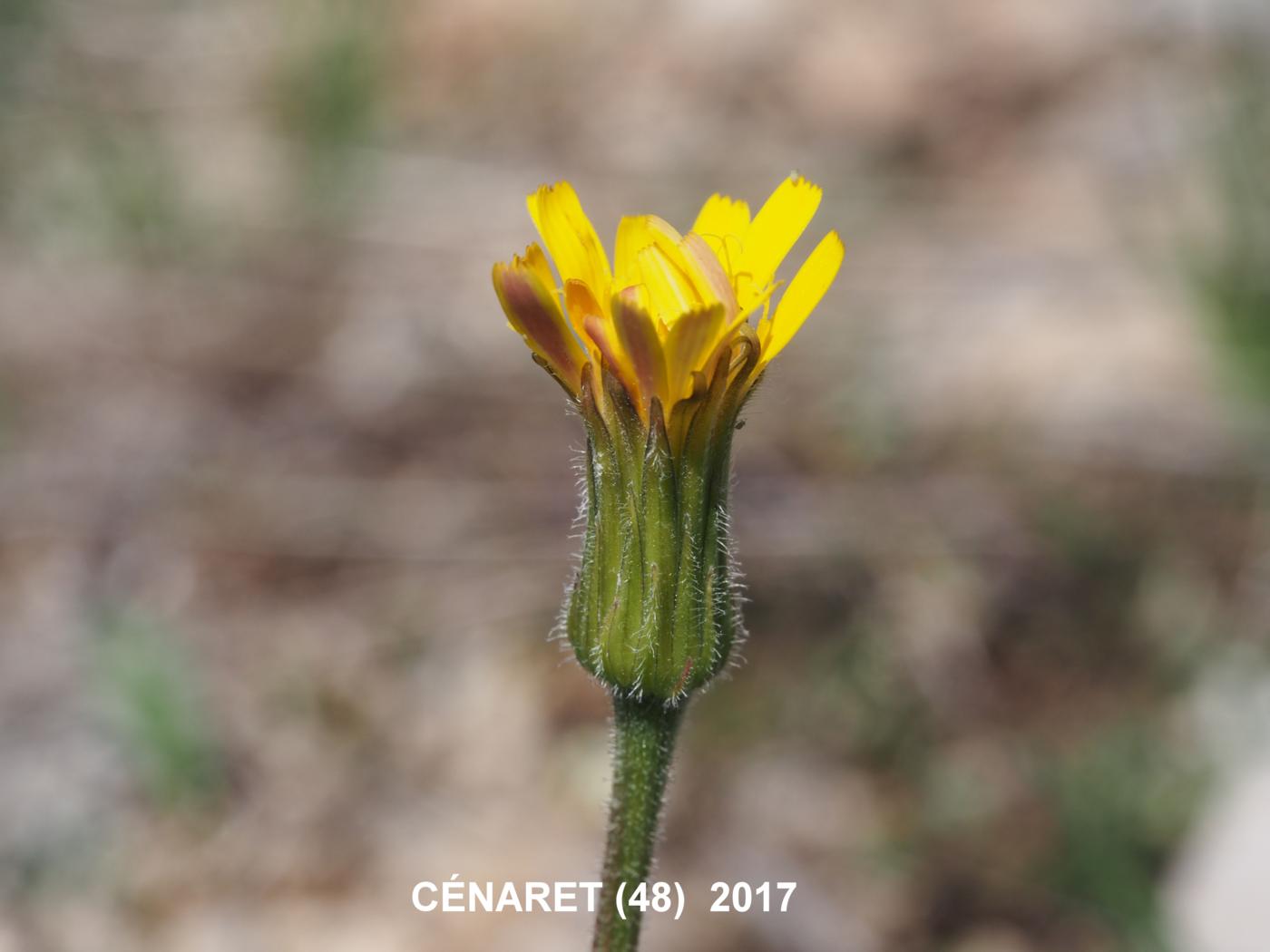 Hawkbit, (Wavy leaf) flower